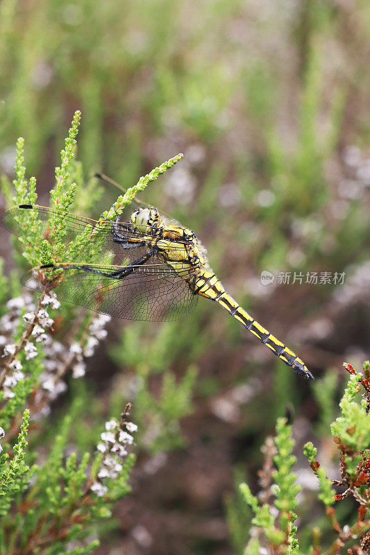 黑尾蜻蜓(Orthetrum cancellatum)雌